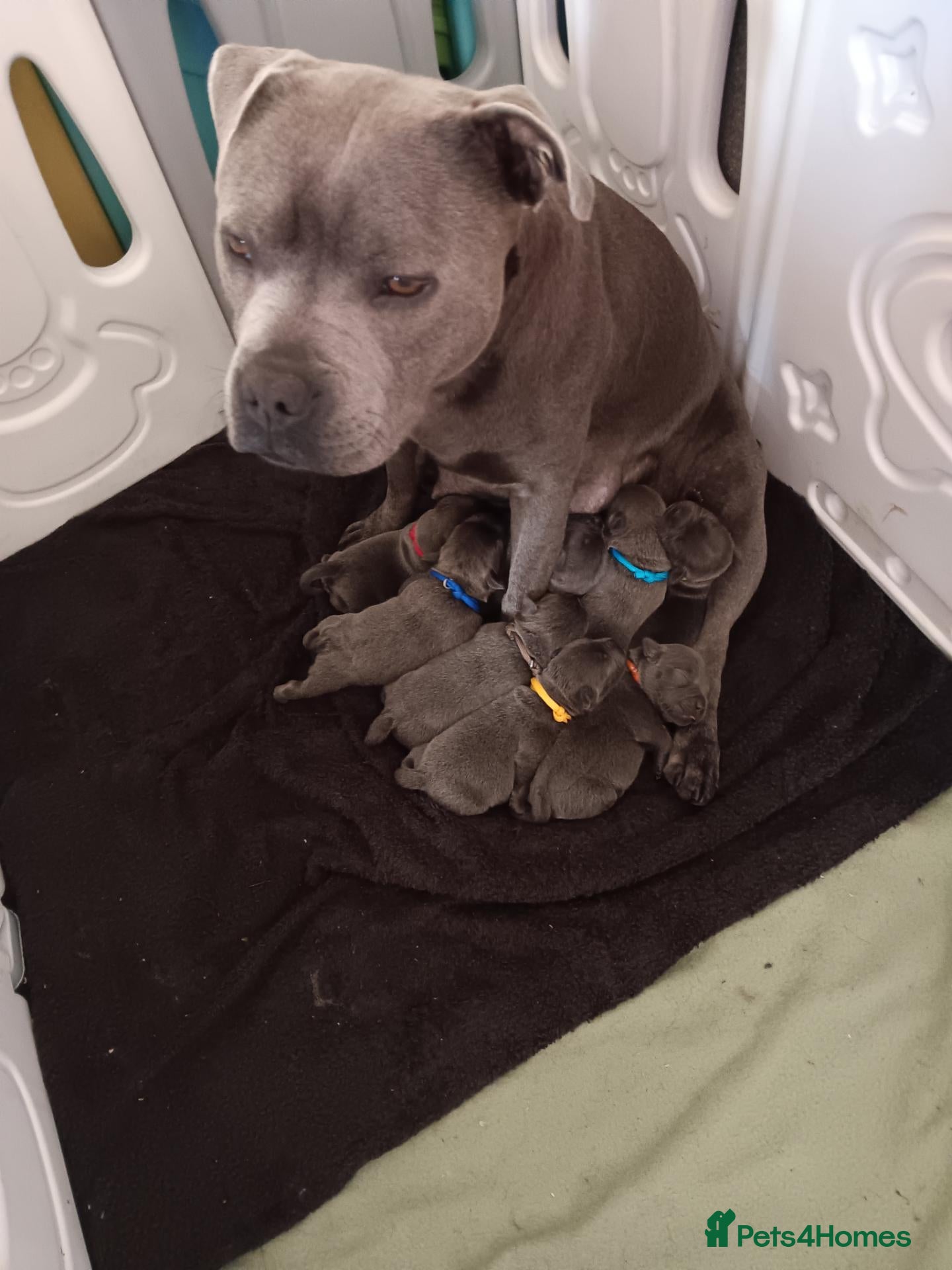 Staffordshire Bull Terrier dogs for sale: Blue Staffordshire bull terrier puppies  - Advert 4