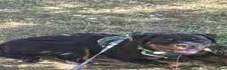 Rottweiler dogs for sale: Loving, 6-Month-Old Male Rottweiler - Advert 4