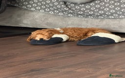 Cockapoo dogs for sale: Cockerpoo Puppy - Image 3