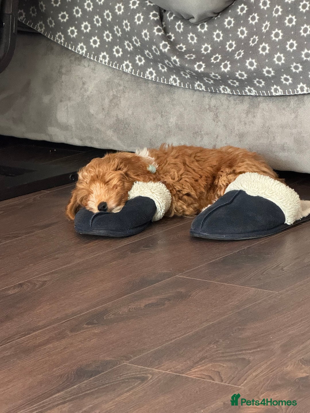Cockapoo dogs for sale: Cockerpoo Puppy - Image 3