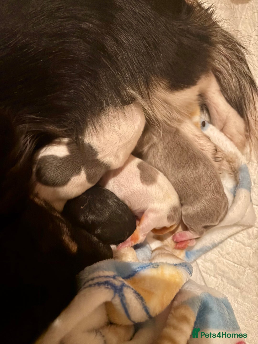 Chihuahua dogs for sale: Beautiful long haired, chihuahua puppies - Advert 4