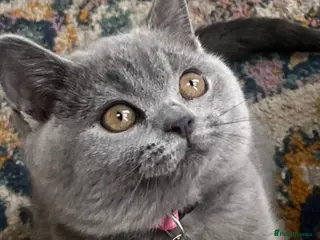 British Shorthair cats Beautiful British shorthair kittens - Advert 1