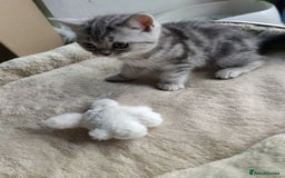 British Shorthair cats for sale: British Shorthair kittens - Image 23