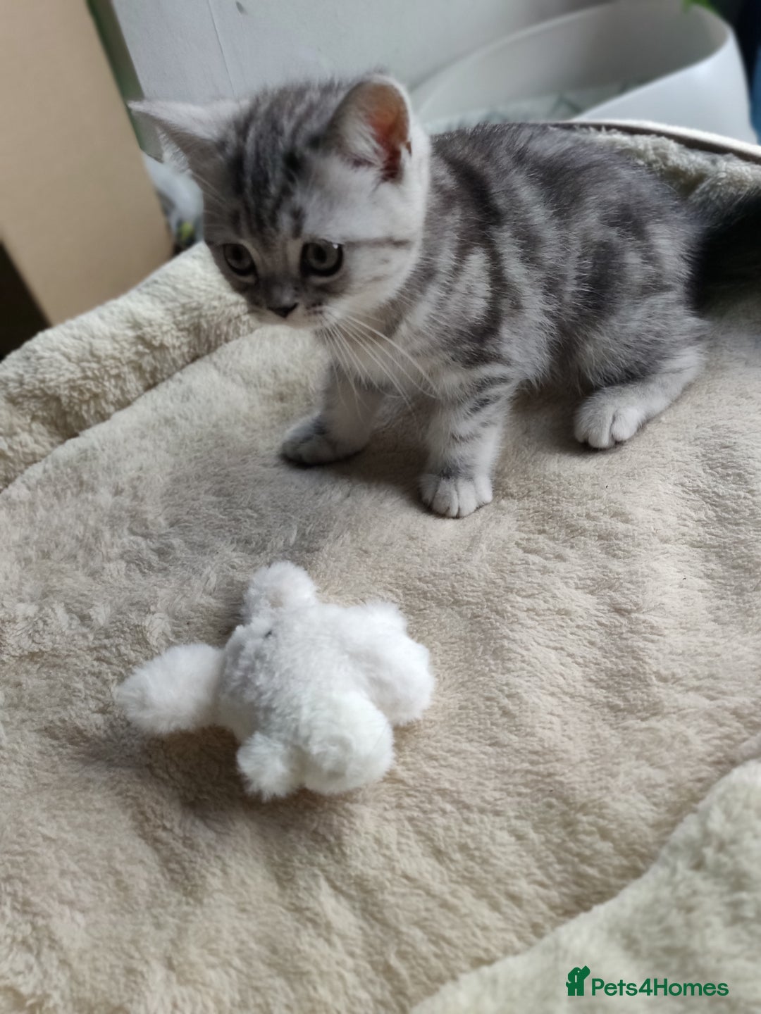 British Shorthair cats for sale: British Shorthair kittens - Image 23