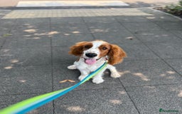 Welsh Springer Spaniel dogs for sale: Welsh springer spaniel - Image 3