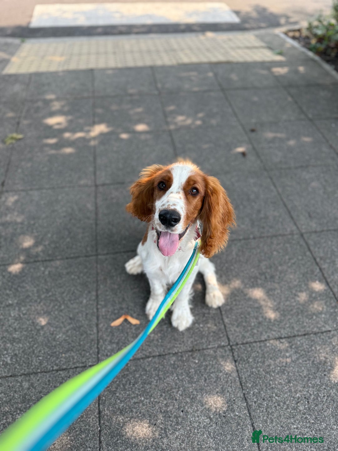 Welsh Springer Spaniel dogs for sale: Welsh springer spaniel - Image 3