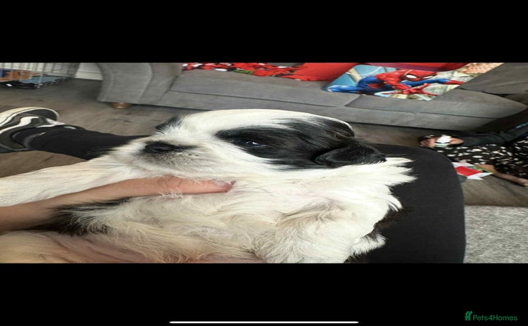 Shihpoo dogs - Advert 1