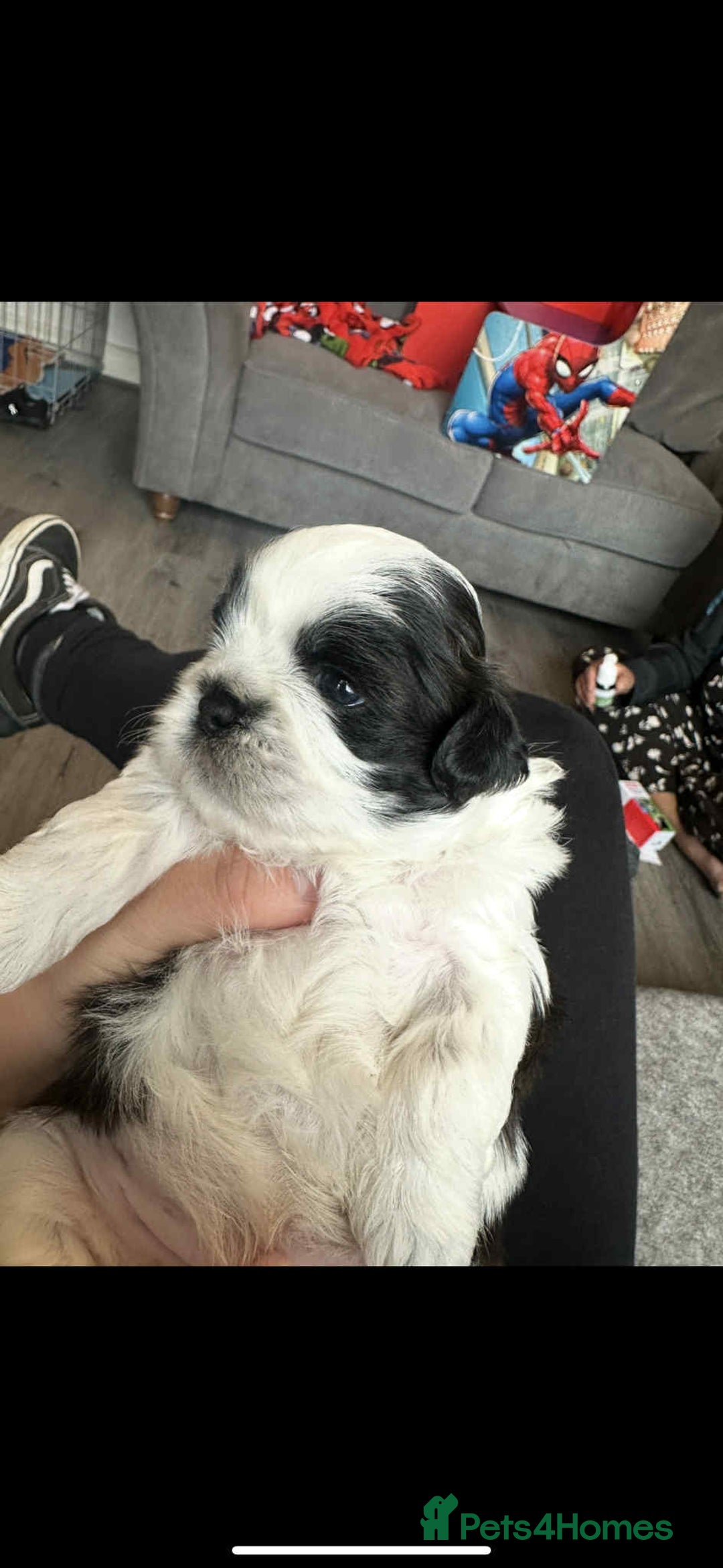 Shihpoo dogs for sale: Shitzu  - Image 1