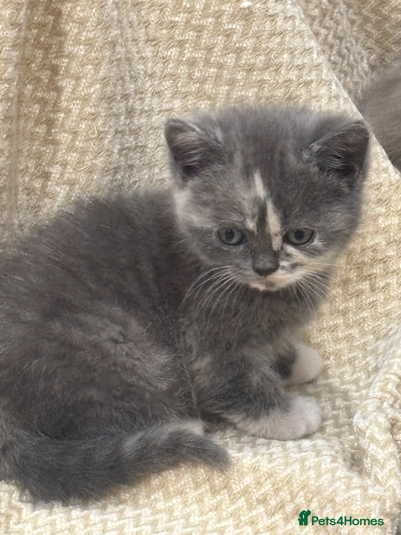 British Shorthair cats for sale: 1 beautiful British Blue - Advert 25