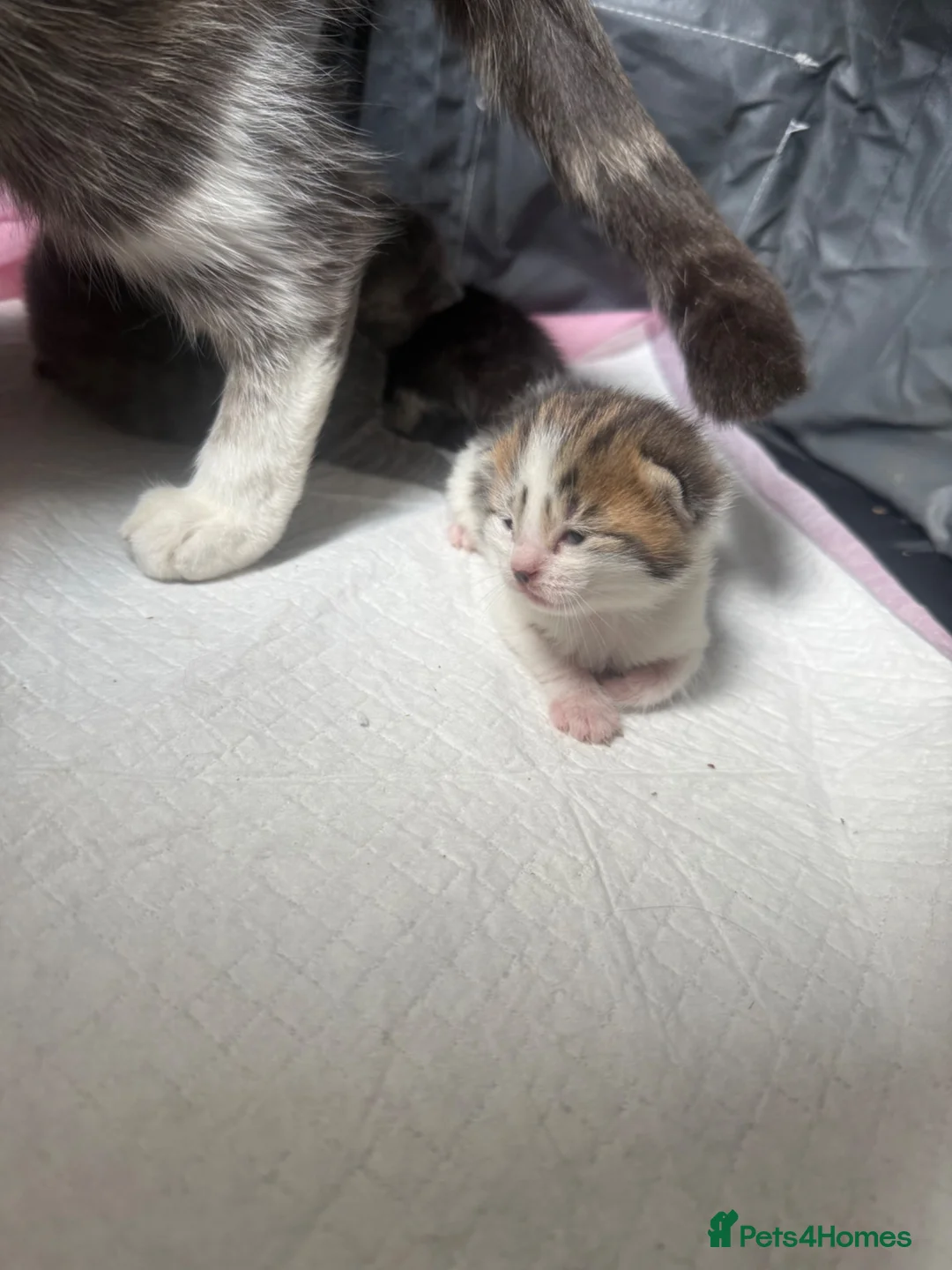 Mixed Breed cats for sale: Gorgeous long hair and shorthair kittens  - Advert 2