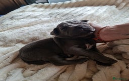 Cane Corso dogs for sale: Cane corso puppies  - Image 25