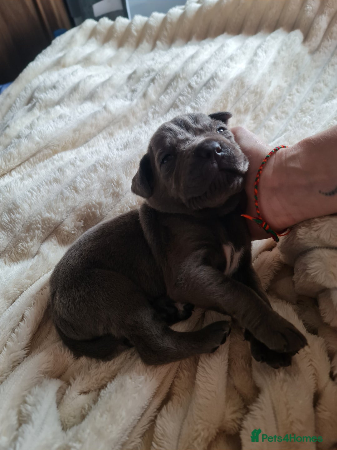 Cane Corso dogs for sale: Cane corso puppies  - Image 25