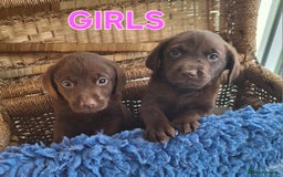 Labrador Retriever dogs for sale: Labrador Pups - Image 7