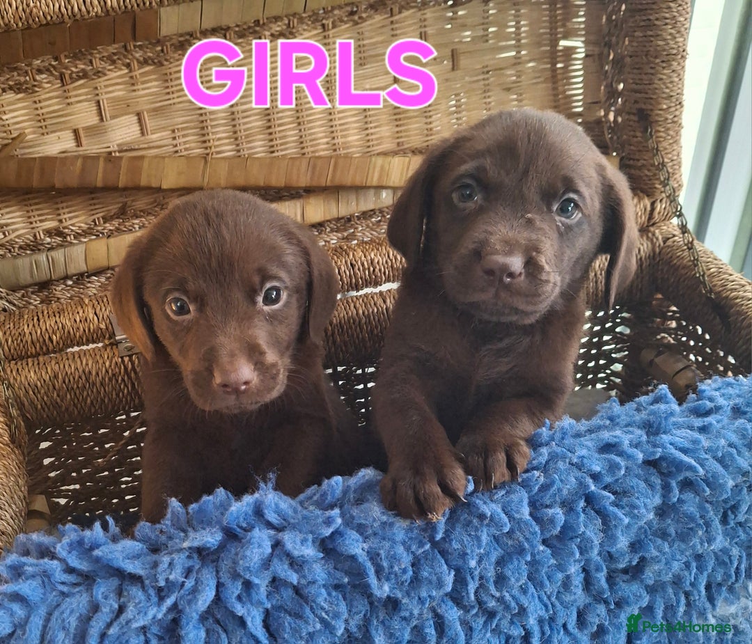 Labrador Retriever dogs for sale: Labrador Pups - Image 7