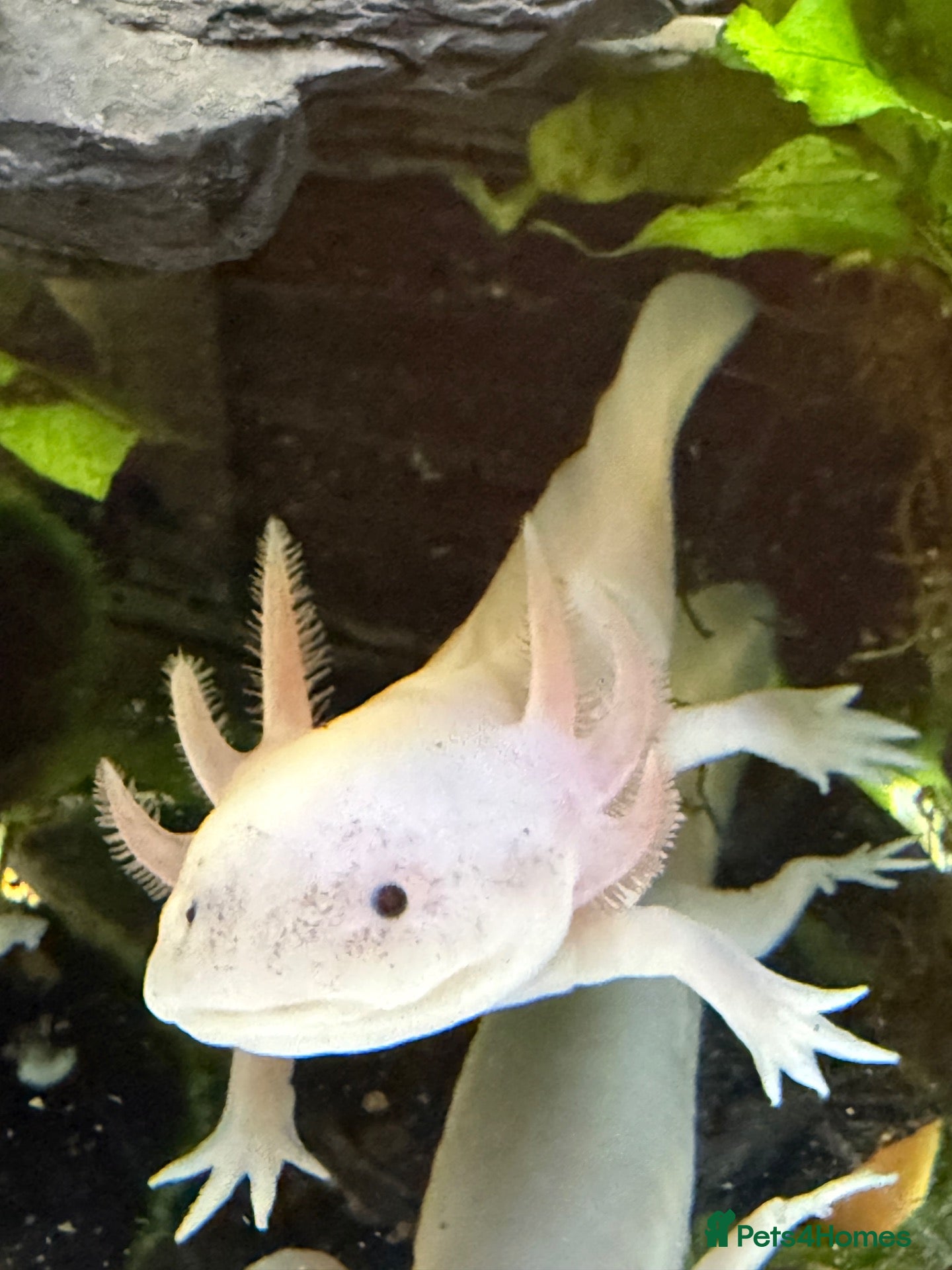 Other/Mixed Breed fish Axolotls  - Advert 1