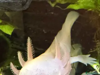 Other/Mixed Breed fish Axolotls - Advert 1