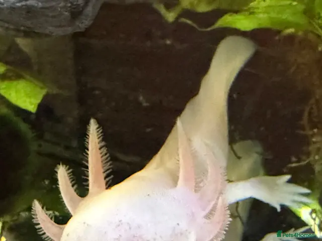Other/Mixed Breed fish for sale: Axolotls - Advert 1