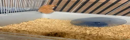 Hamster rodents for sale: Two hamsters  in Sheffield - Advert 2