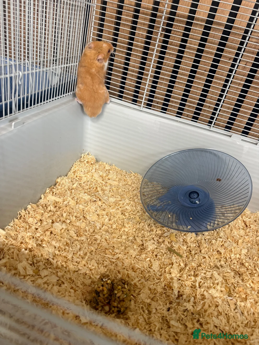 Hamster rodents for sale: Two hamsters  in Sheffield - Advert 2