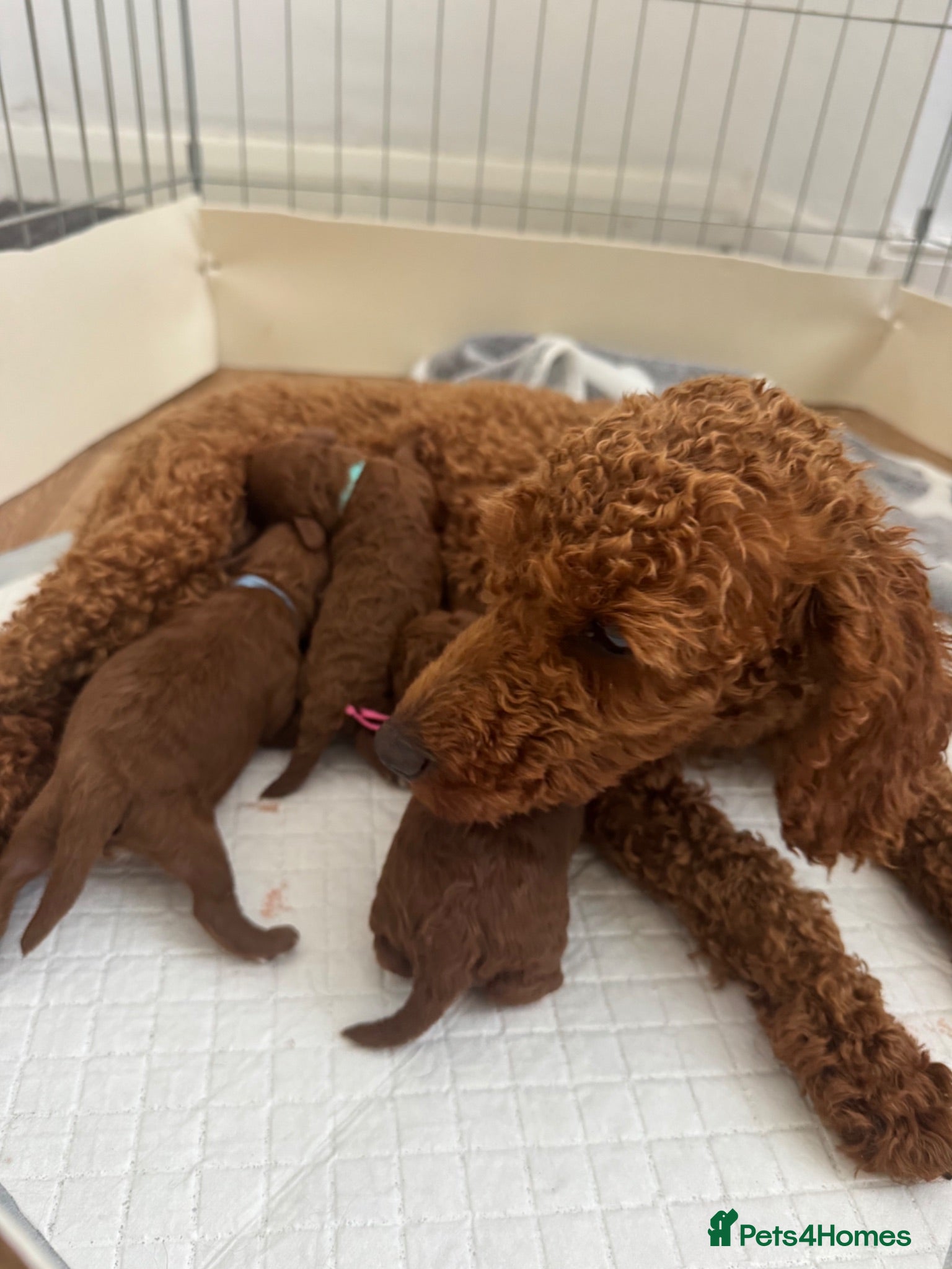 Toy Poodle dogs 🌟 Beautiful Toy Poodle Puppies 🌟 - Advert 1