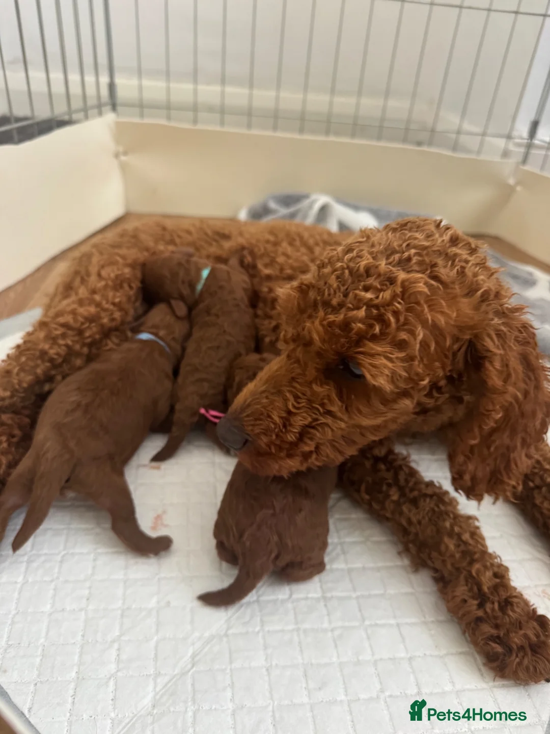 Toy Poodle dogs for sale: 🌟 Beautiful Toy Poodle Puppies 🌟 - Advert 1