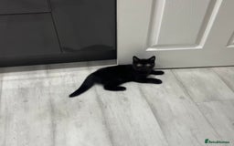 British Shorthair cats for sale: Gccf pedigree black little boy  - Image 19