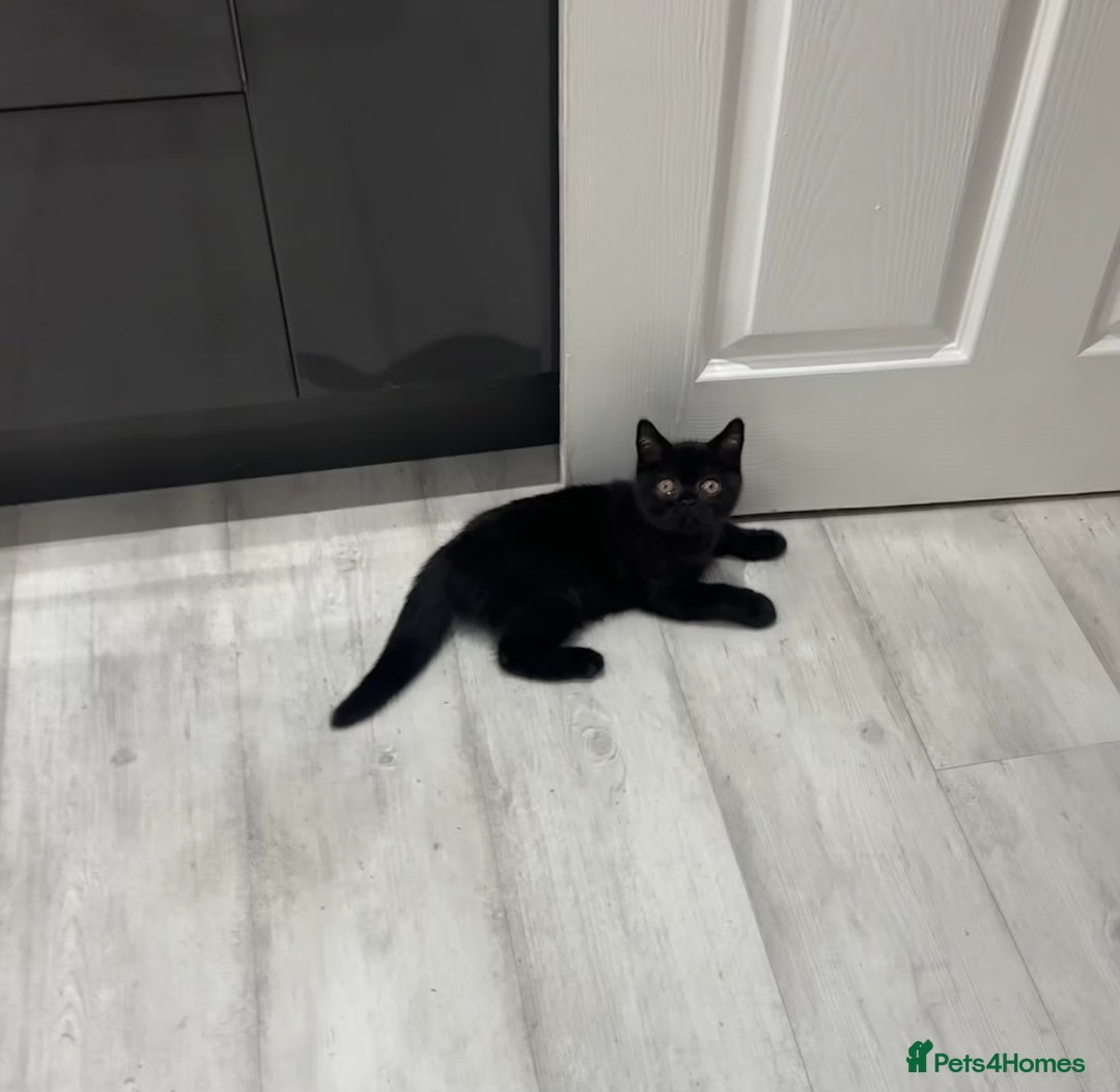 British Shorthair cats for sale: Gccf pedigree black little boy  - Image 19