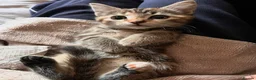 Mixed Breed cats for sale: Two beautiful kittens for sale  in Colchester - Advert 6