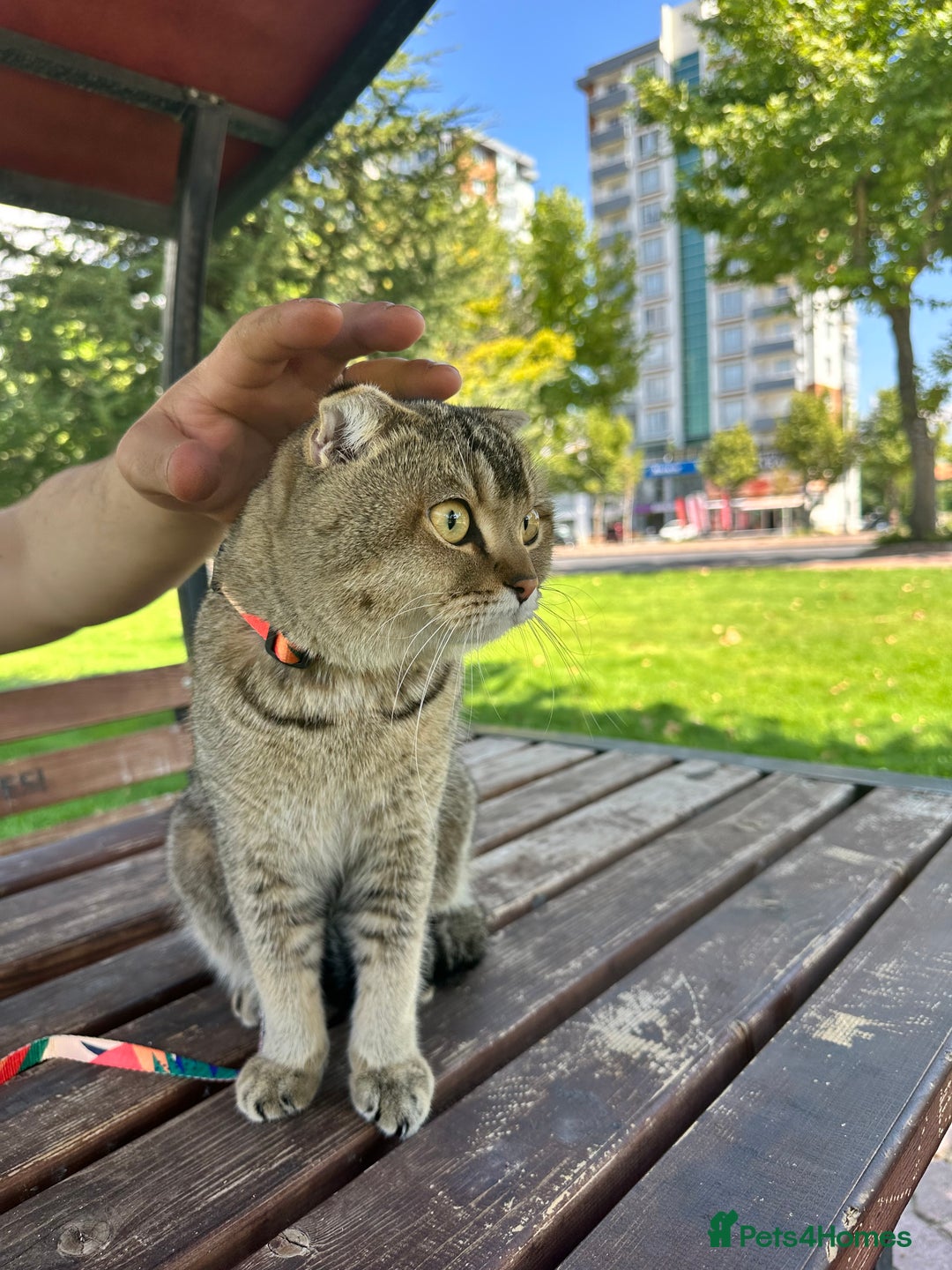 Scottish Fold cats for sale: Scottish fold 1 year old  - Advert 4