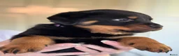 Rottweiler dogs for sale: Rottweiler puppies - Advert 36