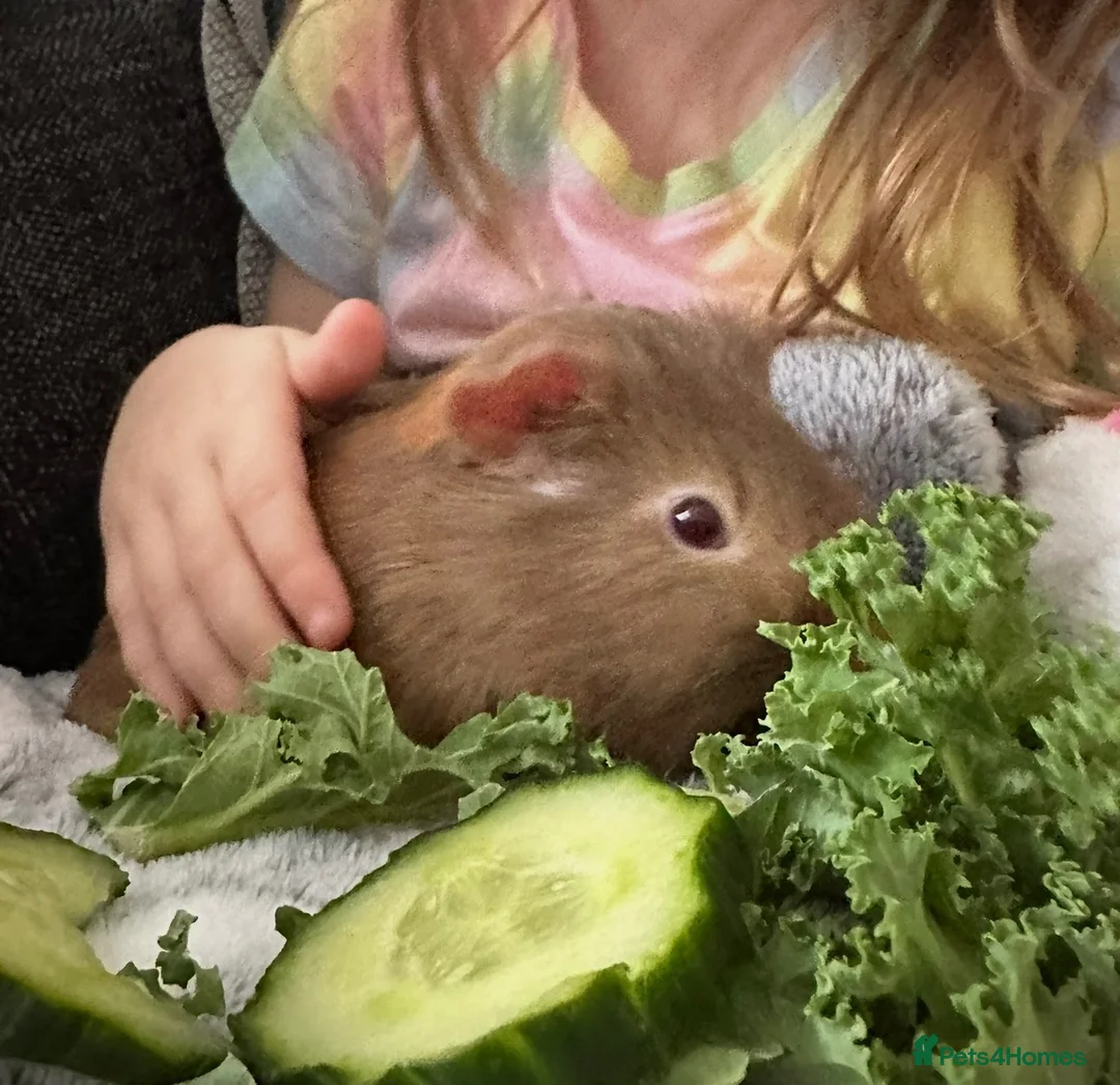 Guinea Pig rodents for sale: Male Guineapig 1.5 years needs a home - Advert 7