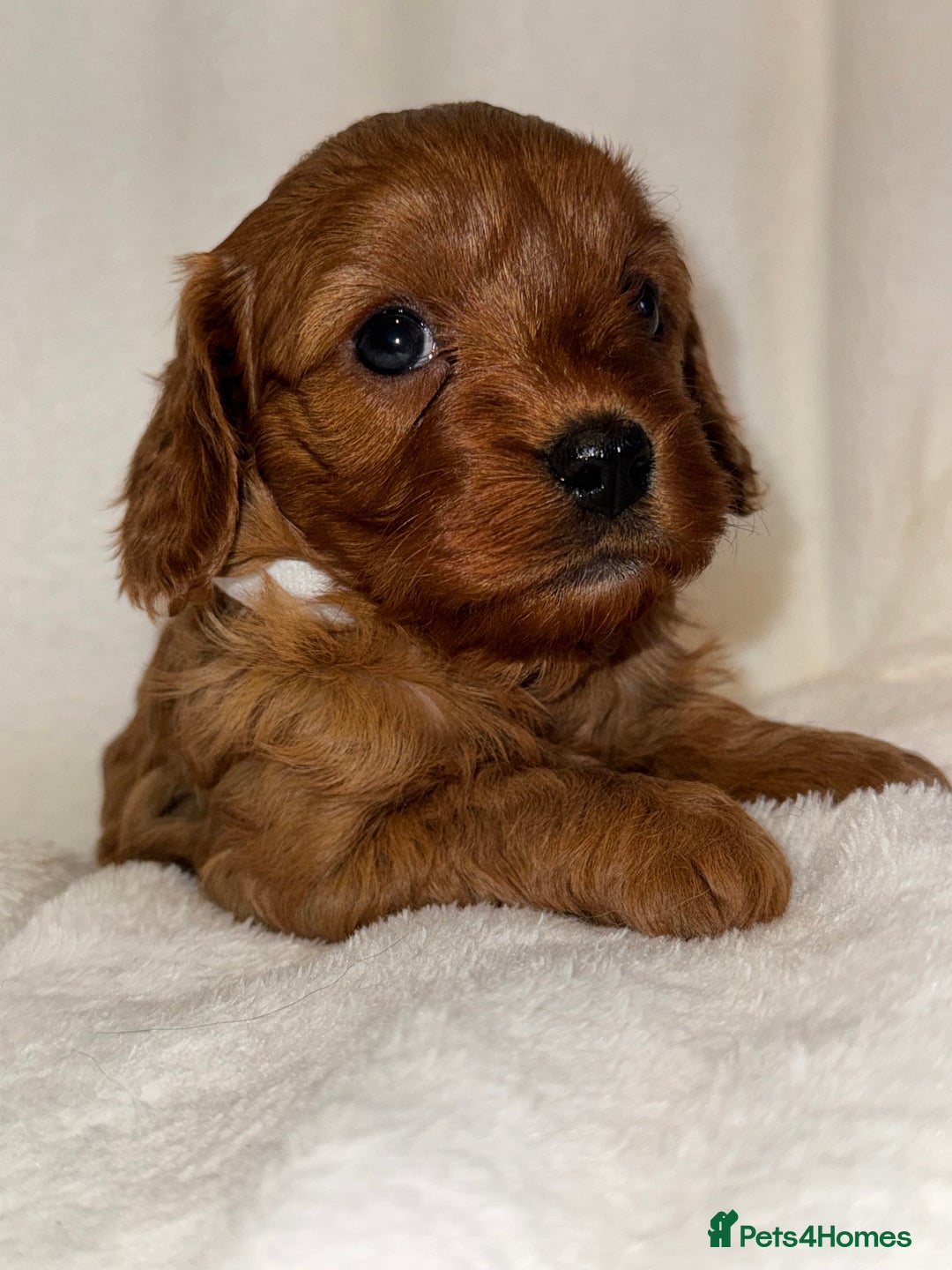 Cavapoo dogs for sale: 4 Gorgeous f1 Cavapoo’s. Parents health tested - Advert 34