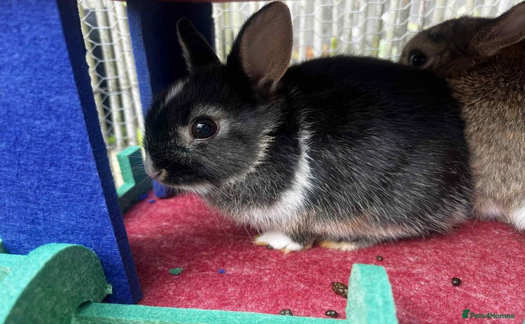 Netherland Dwarf rabbits - Advert 13