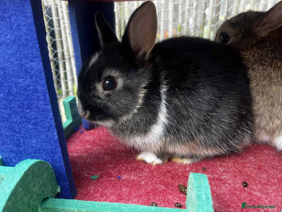 Netherland Dwarf rabbits for sale: Netherland dwarf bunnies - Image 1