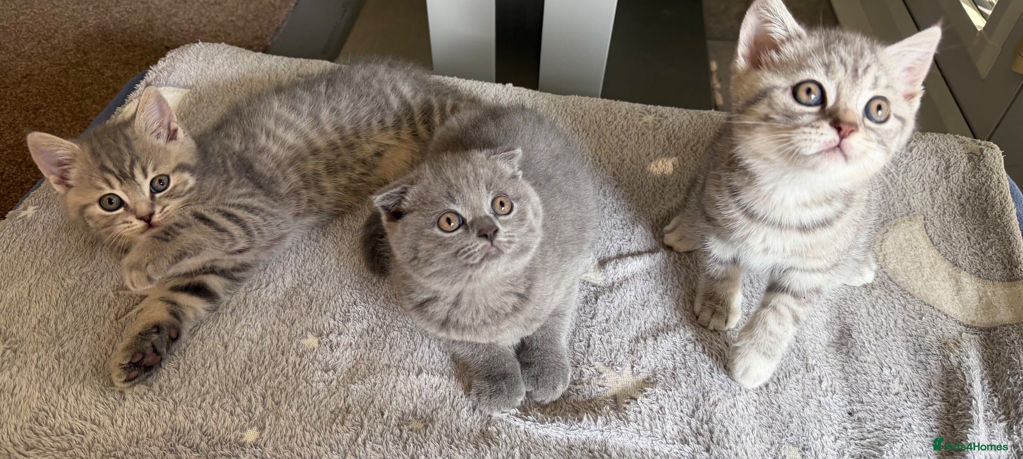 Scottish Fold cats Scottish Fold and Scottish straight kittens. - Advert 2