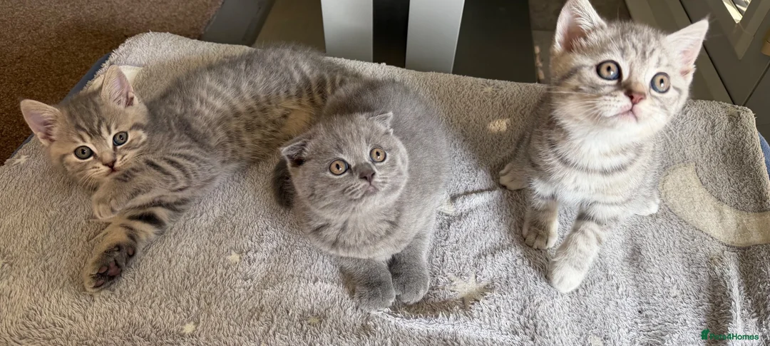 Scottish Fold cats for sale: Scottish Fold and Scottish straight kittens. - Advert 2