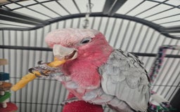 Parrots birds for sale: Galah cockatoo - Image 1