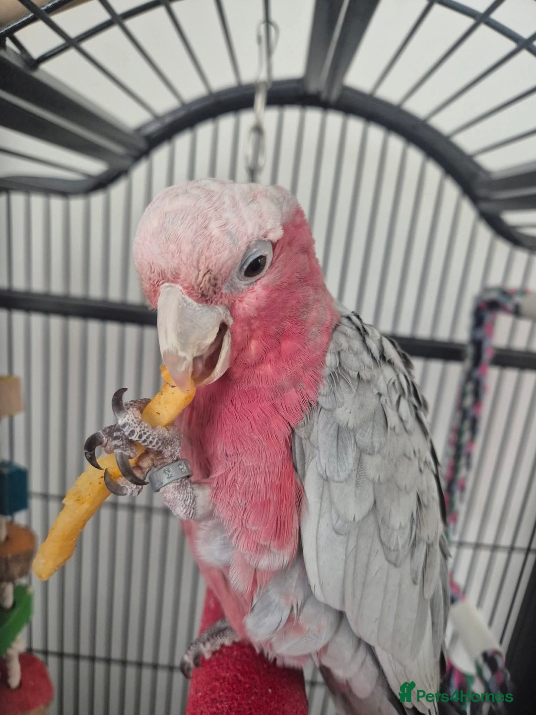 Parrots birds for sale: Galah cockatoo - Image 1