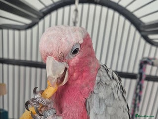 Parrots birds - Advert 7