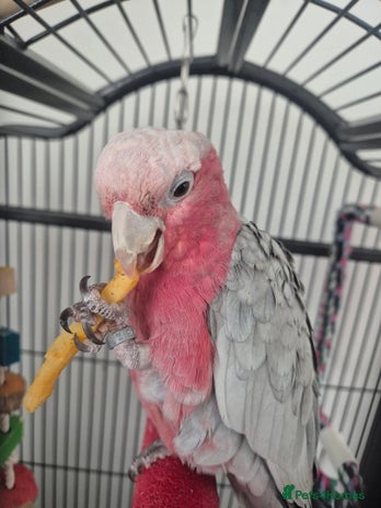 Parrots birds - Advert 5