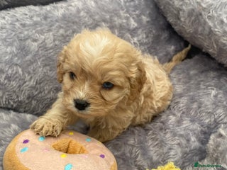 Cavapoo dogs Extensively Health tested F1 Toy Cavapoo puppies - Advert 6