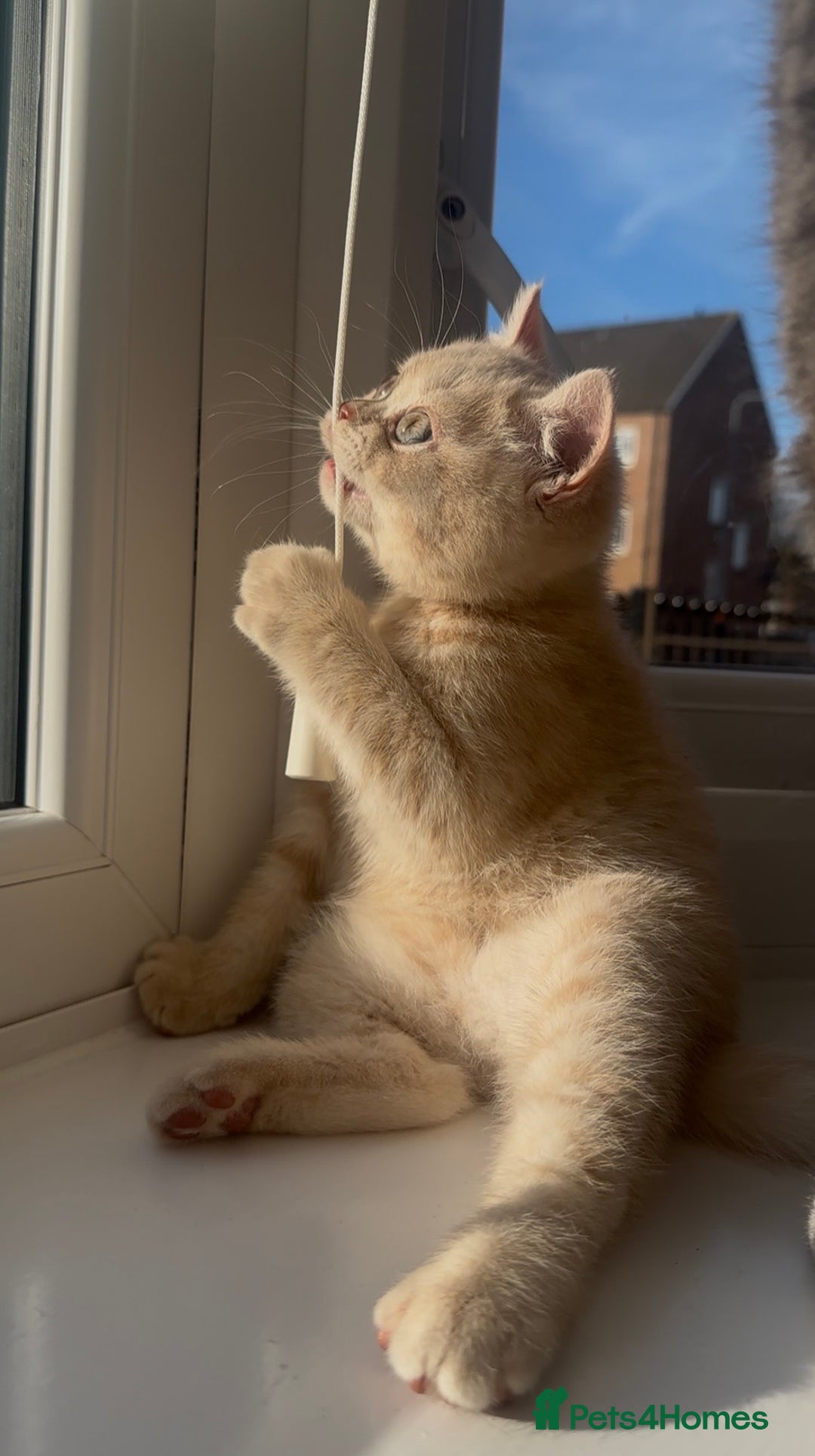 British Shorthair cats for sale: Cream British Shorthair Boy - Advert 3