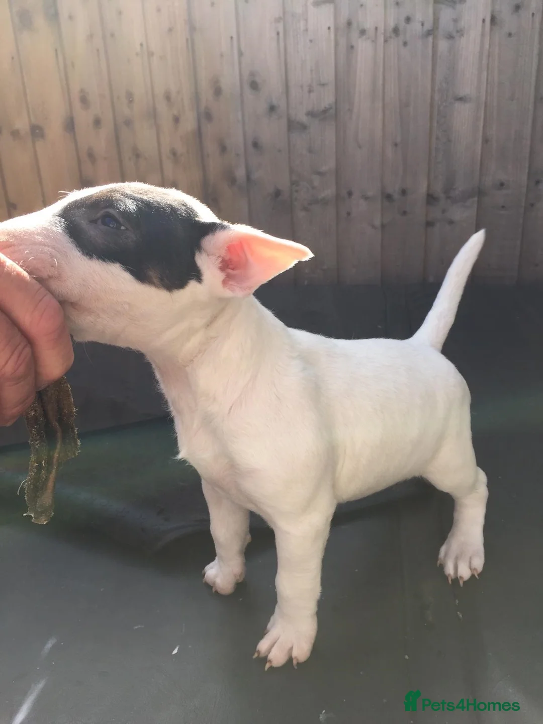 Gallery Image {{count}}