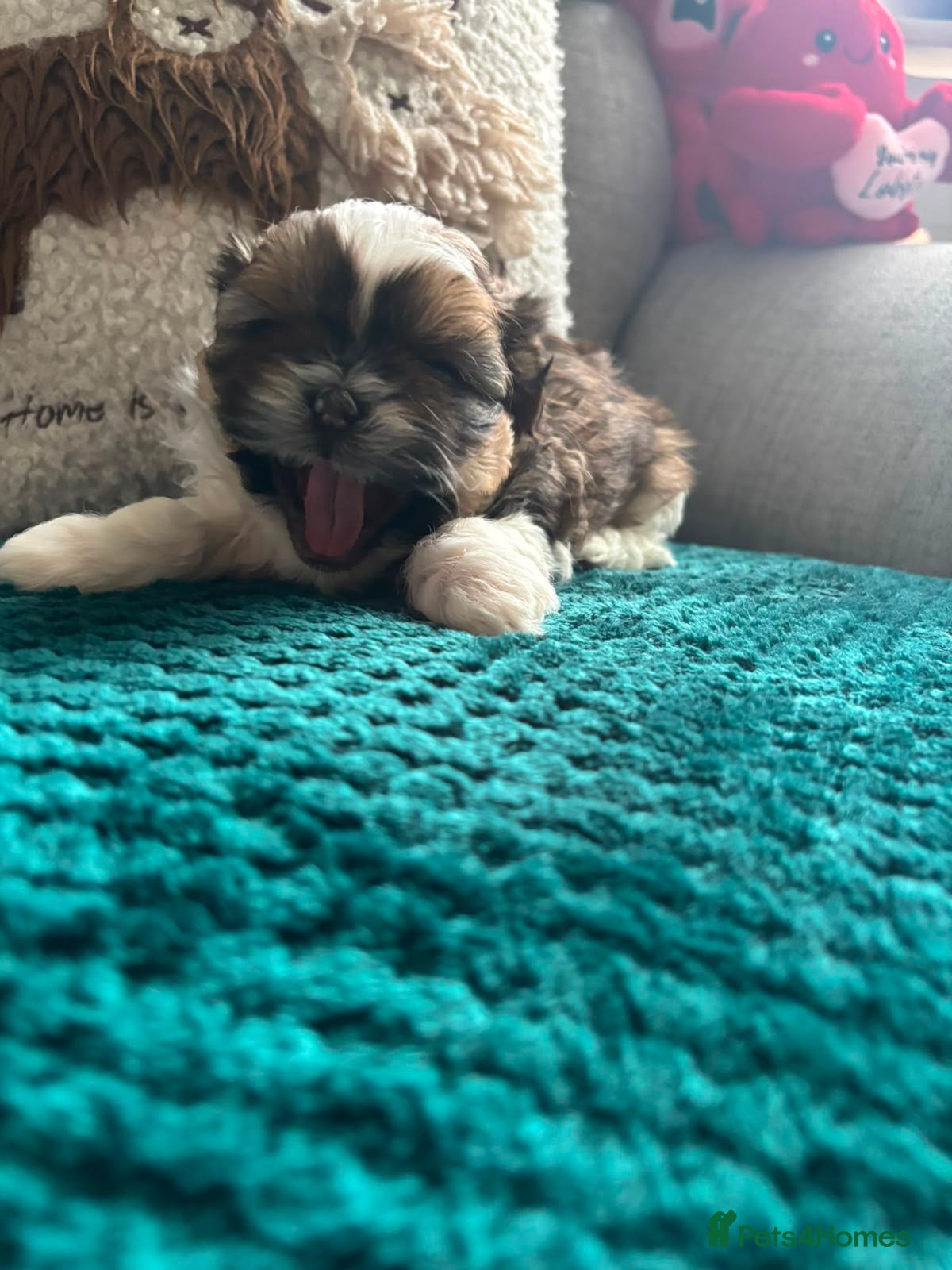Shih Tzu dogs Shih tzu for sale. - Advert 18