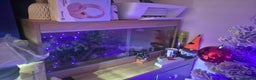 Leopard Gecko reptiles for sale: Leopard geckos + full set up - Advert 1
