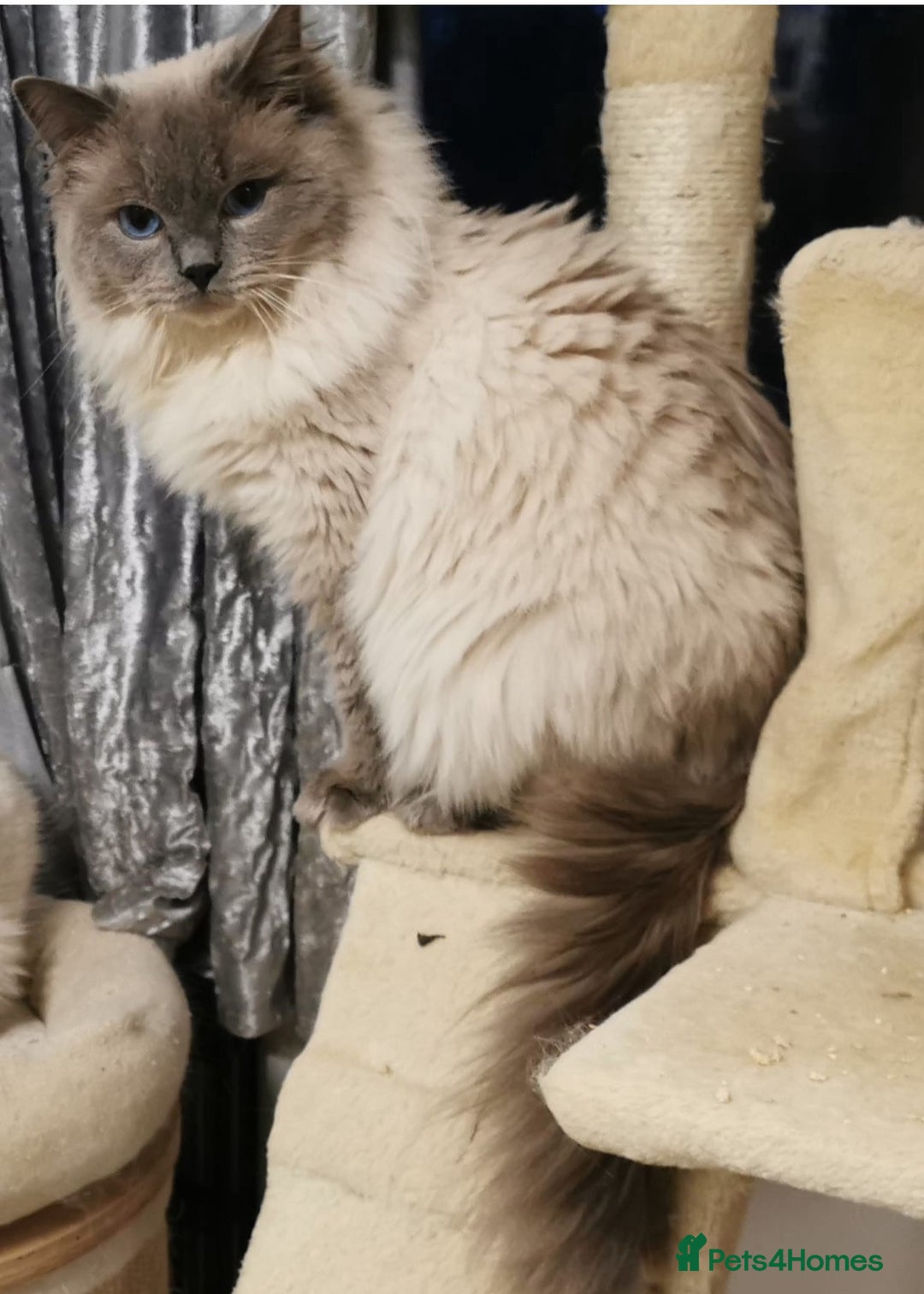 Ragdoll cats for sale: Blue eyed Ragdoll Kittens  - Advert 5