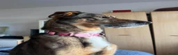 Mixed Breed dogs for adoption: Margot - Gorgeous, 9 Years Old, Mixed Breed Girl in Bournemouth - Advert 7