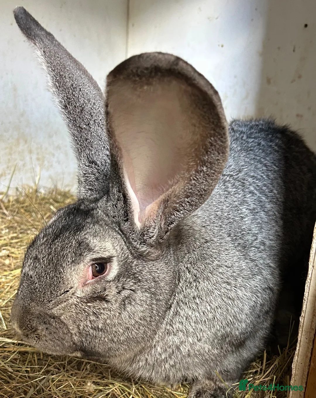 Flemish rabbits for sale: We have the Worlds Biggest Bunnies  - Advert 15