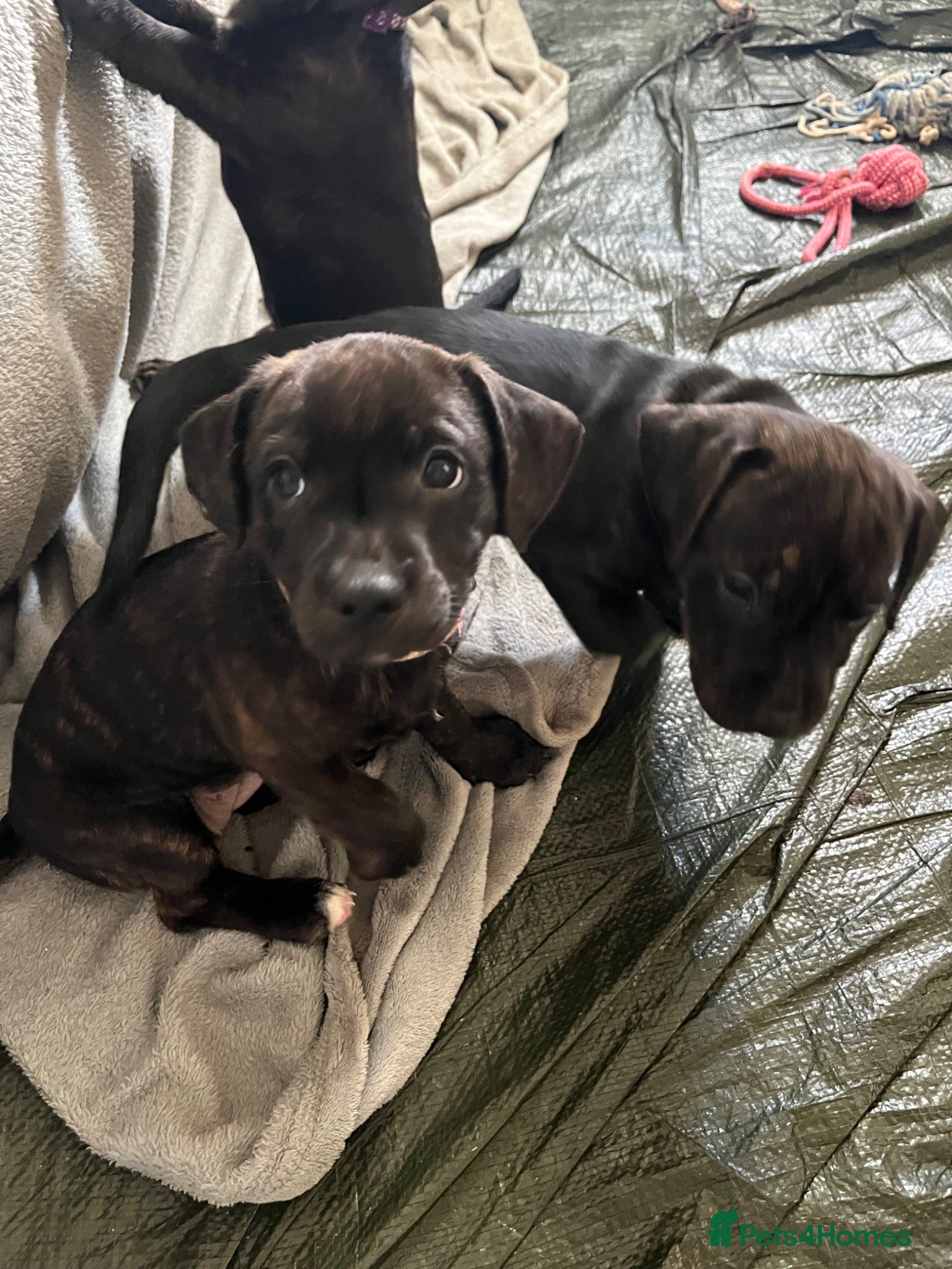 Mixed Breed dogs Staffordshire Sausage Puppies - Advert 15