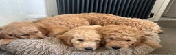 Double Doodle dogs for sale: Beautiful double doodles from family pet - Advert 8